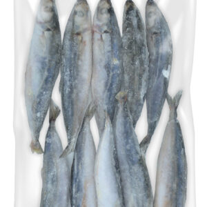 Shortfn Scad Raw Whole Round 10-16 PCS/BAG