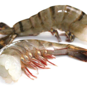 Black Tiger Shrimps Raw Headless Shell On Easy Peel 16/20