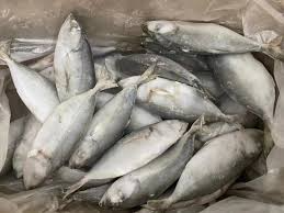 Bigeye Scad Raw Gutted 100/+ G 10X1 KG