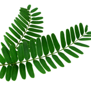 Tamarind Leaves