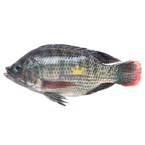 Black Tilapia Raw gutted descaled 300/500