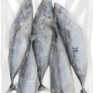 Bullet Tuna Raw whole round U4-6