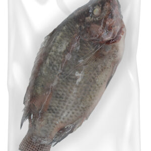 Black Nile Tilapia Raw gutted descaled